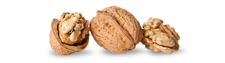 Nuts  Animate