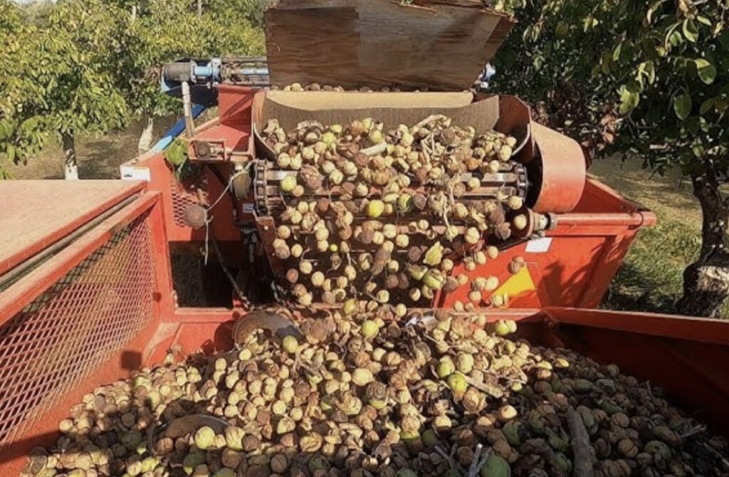 walnut harvesting process