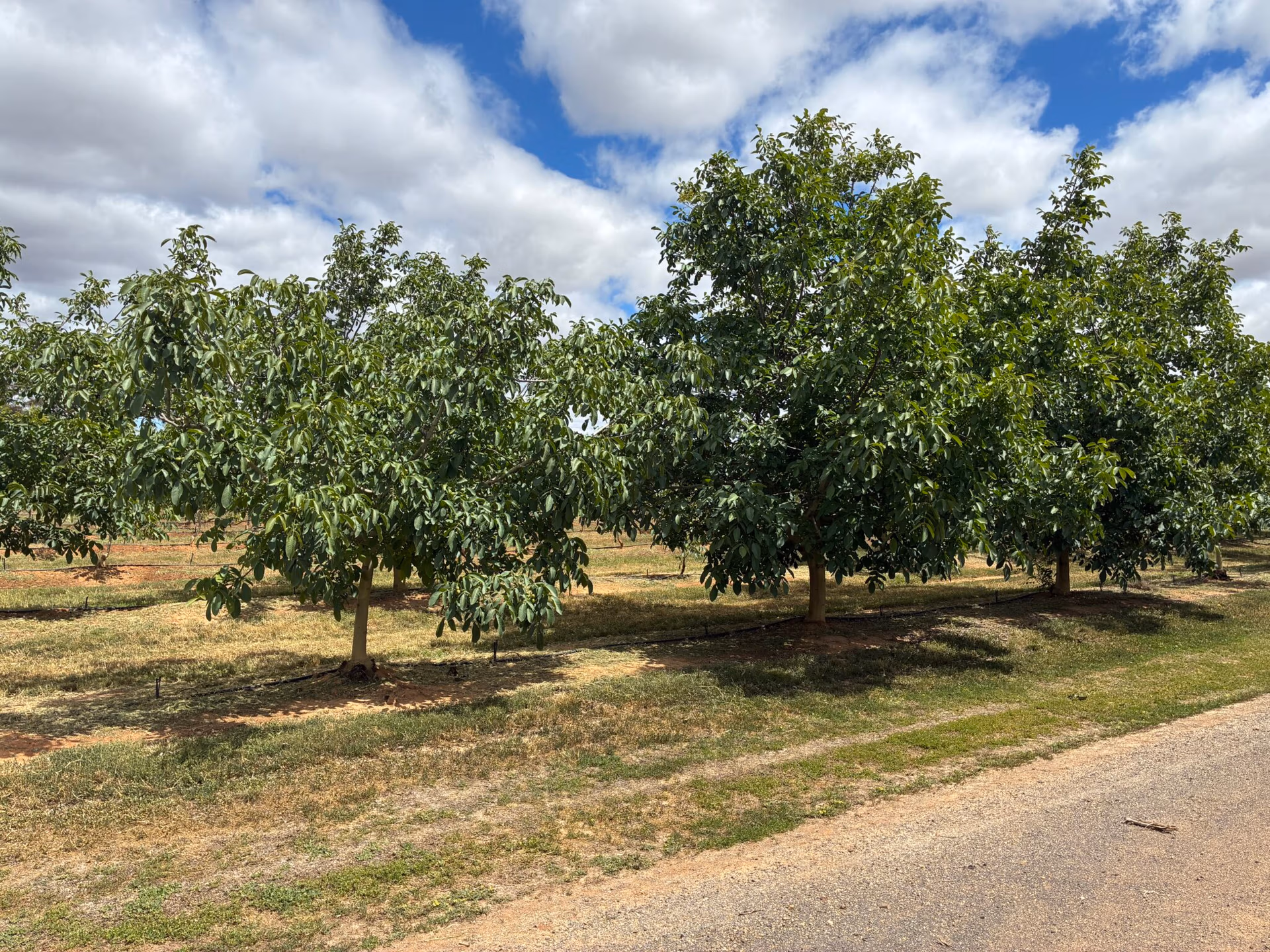 premium Australian walnuts, walnut farm gallery