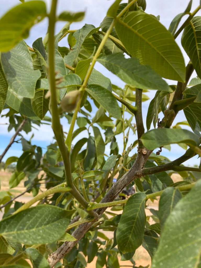 Australian walnut varieties, walnut farm gallery