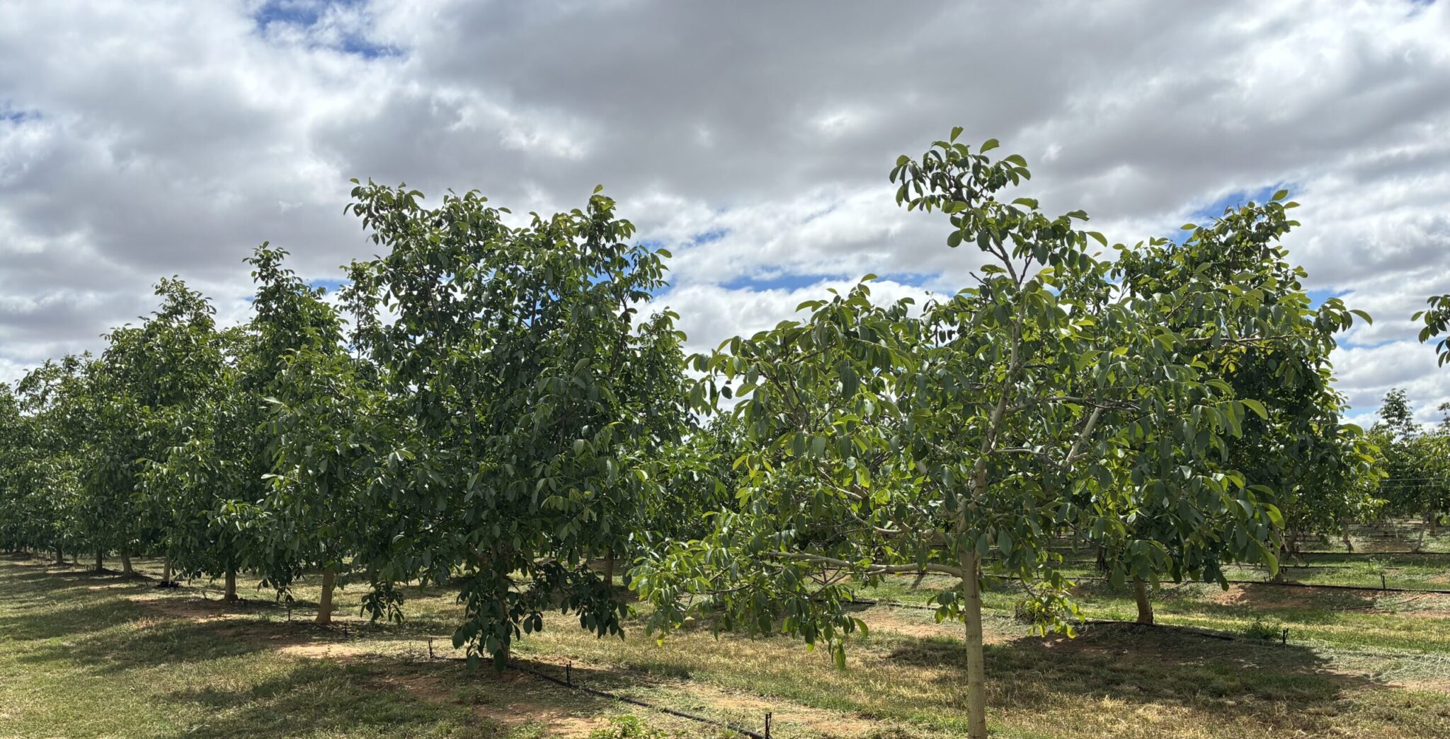 walnut farm gallery, walnut farming FAQs