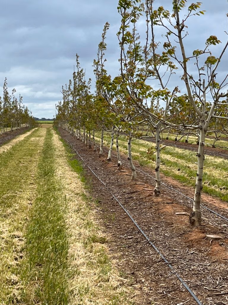 walnut wholesale enquiries, walnut farm gallery