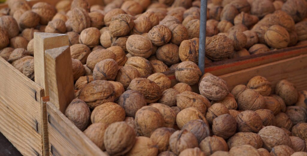 walnut harvesting process