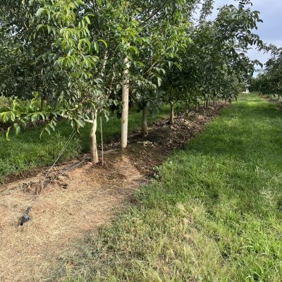 walnut farm gallery, wholesale walnuts