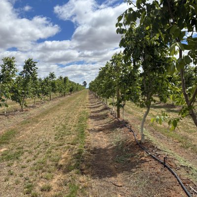 walnut farm gallery, Australian walnut varieties