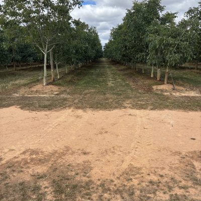 walnut farm gallery, Australian walnut farm