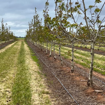 walnut wholesale enquiries, walnut farm gallery